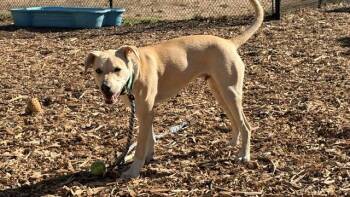 ROCKO -  Pit Bull Terrier and Mixed Breed Dog for Adoption in Santa Cruz, California - ROCKO | PetCurious