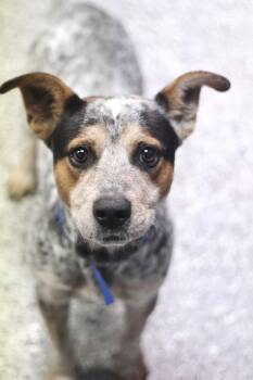 Rescue Cattle Dog Dogs for Adoption in Manchester, New Hampshire - Elmo In NH! Come Meet Our Adoptable Dogs Wednesday-Sunday. More  | PetCurious