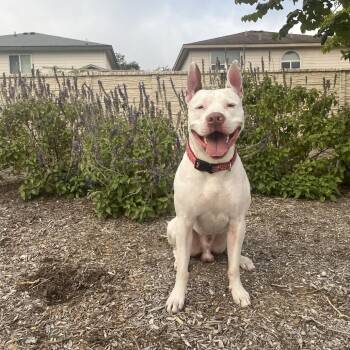 Pit Bull Terrier and Mixed Breed Dogs Available for Adoption in Floresville, Texas - Mento | PetCurious