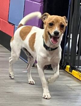 Jack Russell Terrier Dogs Available for Adoption in Tifton, Georgia - Gopher | PetCurious