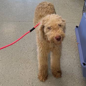 Freddy -  Poodle and Golden Retriever Dog for Adoption in Galax, Virginia - Freddy | PetCurious