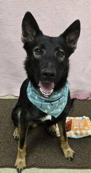 Jace -  Belgian Shepherd Malinois Dog for Adoption in Hamilton, Ohio - Jace | PetCurious