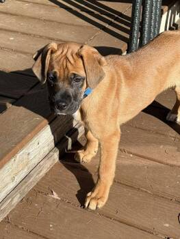 Boxer Dogs Available for Adoption - Comet | PetCurious