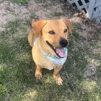 Yellow Labrador Retriever and Basset Hound Dogs Available for Adoption in San Antonio, Texas - Charlie | PetCurious