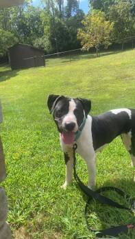 Mixed Breed Dogs Available for Adoption - Sifi | PetCurious