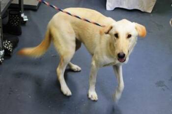 Sandy -  Labrador Retriever and Mixed Breed Dog for Adoption in Picayune, Mississippi - Sandy | PetCurious