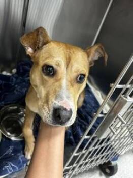 THORNBERRY -  American Staffordshire Terrier and Mixed Breed Dog for Adoption in Tallahassee, Florida - THORNBERRY | PetCurious