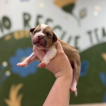 Marilyn Girl 3 -  Beagle Dog for Adoption in Springboro, Ohio - Marilyn Girl 3 | PetCurious