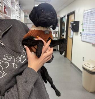 Alexa / 61981463 -  Shih Tzu Dog for Adoption in Elko, Nevada - Alexa / 61981463 | PetCurious