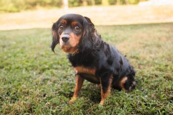 Rescue Cavalier King Charles Spaniel Dogs for Adoption in Gradyville, Kentucky - Maeve | PetCurious