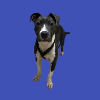 Stanley -  Pit Bull Terrier and Mixed Breed Dog for Adoption in Tuscaloosa, Alabama - Stanley | PetCurious
