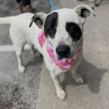 Victoria -  Labrador Retriever and Cattle Dog Dog for Adoption in Andover, Massachusetts - Victoria | PetCurious