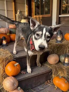 Zeus -  Siberian Husky Dog for Adoption in Sumter, South Carolina - Zeus | PetCurious