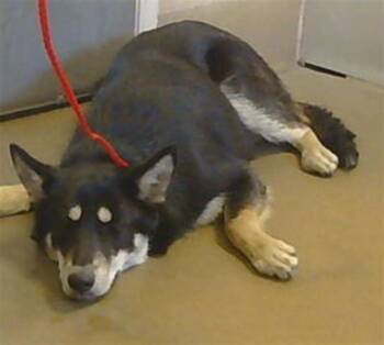 Rescue German Shepherd Dog and Siberian Husky Dogs for Adoption in Sacramento, California - CAROLINA | PetCurious