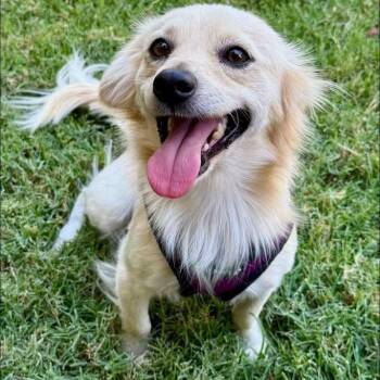 Leo -  Chihuahua and Papillon Dog for Adoption in Rockwall, Texas - Leo | PetCurious