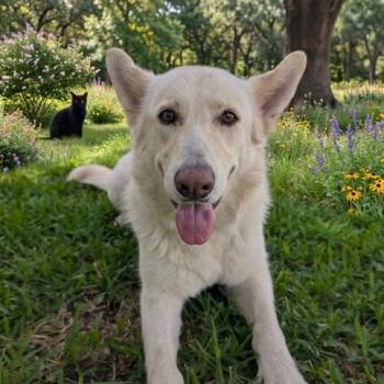 White German Shepherd and Labrador Retriever Dogs Available for Adoption in Houston, Texas - Wonderful Dee - Loving, Sweet Hearted Girl & Good With Cats | PetCurious