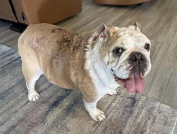 English Bulldog Dogs Available for Adoption in Lakeland, Florida - Bella | PetCurious