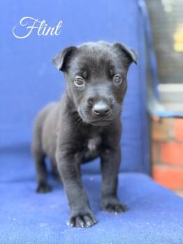 Flint -  Belgian Shepherd Malinois and German Shepherd Dog Dog for Adoption in Pleasant Hill, California - Flint | PetCurious