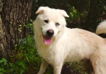 Gemini -  Siberian Husky Dog for Adoption in Mobile, Alabama - Gemini | PetCurious