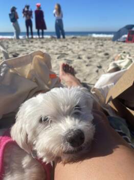 Olivia -  Maltese Dog for Adoption in Los Angeles, California - Olivia | PetCurious
