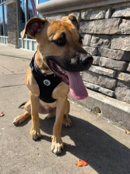 American Bulldog and Boxer Dogs Available for Adoption in Youngsville, North Carolina - Scout | PetCurious