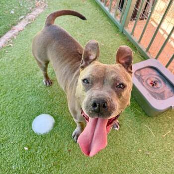 Peppa -  Pit Bull Terrier Dog for Adoption in Agoura Hills, California - Peppa | PetCurious