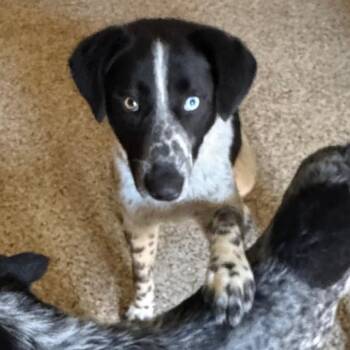 Australian Cattle Dog Blue Heeler and Pointer Dogs Available for Adoption in Brownsboro, Alabama - Jay | PetCurious