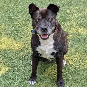 Sammy -  Black Labrador Retriever and Chow Chow Dog for Adoption in Charlottesville, Virginia - Sammy | PetCurious