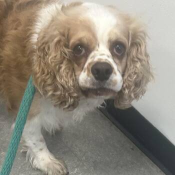 Mixed Breed Dogs Available for Adoption in Philadelphia, Pennsylvania - Piggy | PetCurious