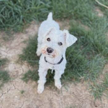 Miniature Schnauzer Dogs Available for Adoption in Zuni, Virginia - Dexter | PetCurious