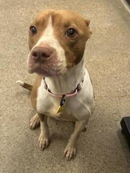 Pit Bull Terrier Dogs Available for Adoption in Cleveland, Ohio - Lisa Marie | PetCurious