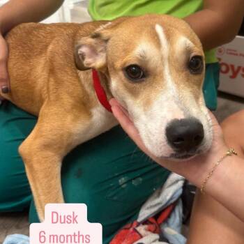 Dusk -  Shepherd and Hound Dog for Adoption in Tampa, Florida - Dusk | PetCurious