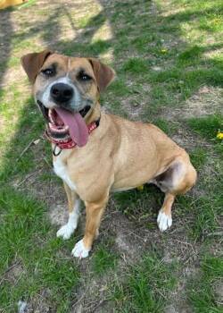 Rescue English Foxhound and Pit Bull Terrier Dogs for Adoption in Indianapolis, Indiana - Estrella | PetCurious