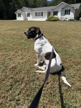 Duke -  Australian Shepherd and Cane Corso Dog for Adoption in Youngsville, North Carolina - Duke | PetCurious