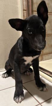 MOKA -  Black Labrador Retriever Dog for Adoption in El Cajon, California - MOKA | PetCurious