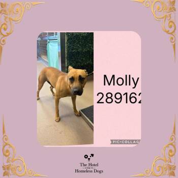 Molly -  Terrier and Mixed Breed Dog for Adoption in Cumberland, Rhode Island - Molly | PetCurious