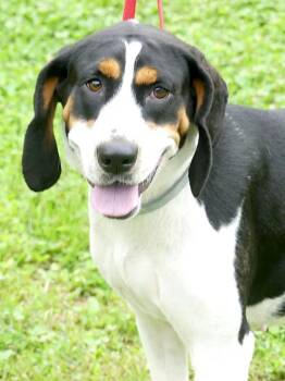 Daisy May -  Treeing Walker Coonhound Dog for Adoption in Monterey, Virginia - Daisy May | PetCurious