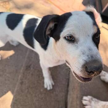 Sterling -  Australian Shepherd and Australian Cattle Dog Blue Heeler Dog for Adoption in Amarillo, Texas - Sterling | PetCurious