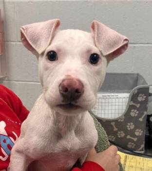 Bubbles -  Mixed Breed Dog for Adoption in Kansas City, Missouri - Bubbles | PetCurious