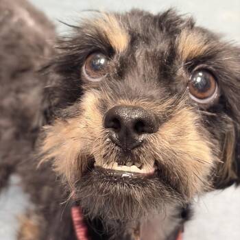 Citrine -  Mixed Breed Dog for Adoption in Pittsburgh, Pennsylvania - Citrine | PetCurious