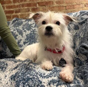 Molinda -  West Highland White Terrier Westie Dog for Adoption - Molinda | PetCurious
