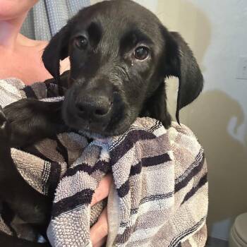 Alakazam -  Mixed Breed Dog for Adoption in Buffalo, Minnesota - Alakazam | PetCurious