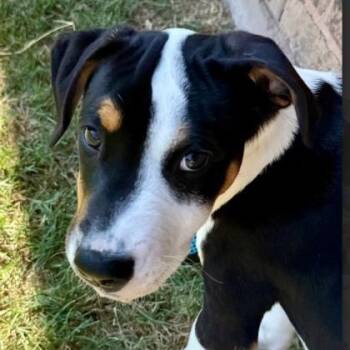 Hound and Mixed Breed Dogs Available for Adoption in Kansas City, Missouri - Joey | PetCurious