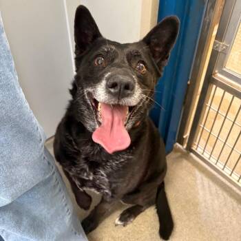 Cattle Dog and Mixed Breed Dogs Available for Adoption - Onyx | PetCurious
