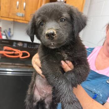 Coal -  Australian Cattle Dog Blue Heeler Dog for Adoption in Evensville, Tennessee - Coal | PetCurious