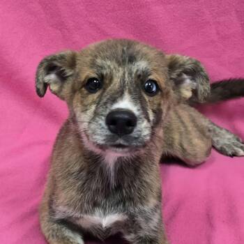 Pup 4 -  Mixed Breed Dog for Adoption in Frankfort, Indiana - Pup 4 | PetCurious