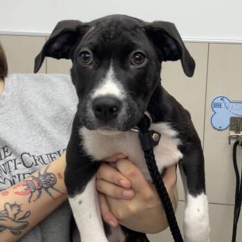 Po -  Pit Bull Terrier and Black Labrador Retriever Dog for Adoption in Chicago, Illinois - Po | PetCurious