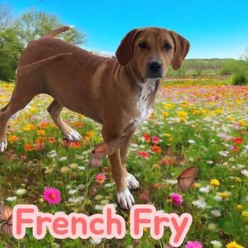 Rescue Hound and Mixed Breed Dogs for Adoption in Chuckey, Tennessee - French Fry - NJ | PetCurious
