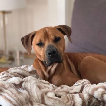 Wassaw -  Mixed Breed Dog for Adoption in Savannah, Georgia - Wassaw | PetCurious