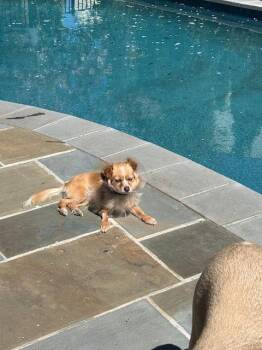 Papillon Dogs Available for Adoption in Herndon, Virginia - Moinca | PetCurious